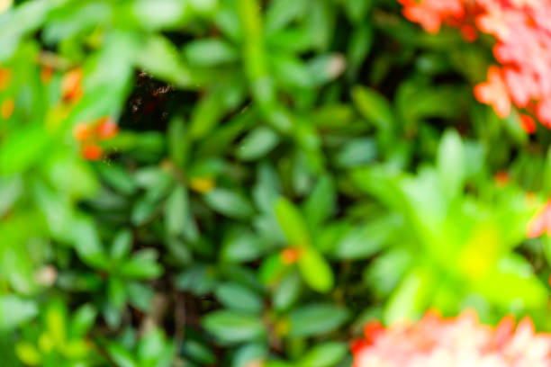 Photography of abstract background soft blur nature green leaves