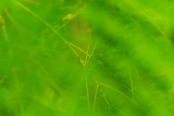 Spring background with a fresh green branch.