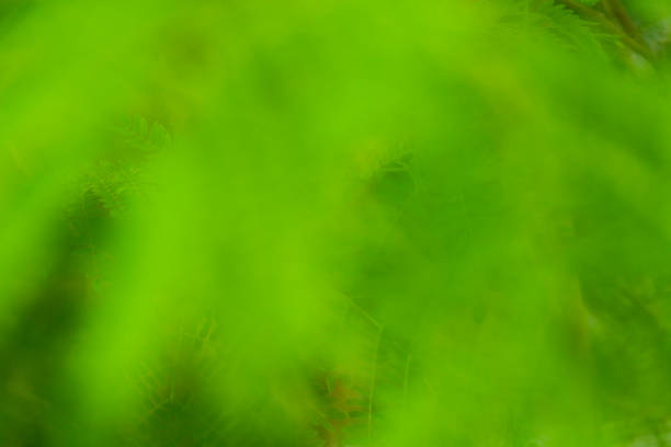 Surface of a young leaf of an elephant ear tree in garden under natural sunlight