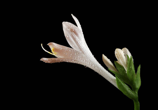 white lily flower in water drops isolated on black
