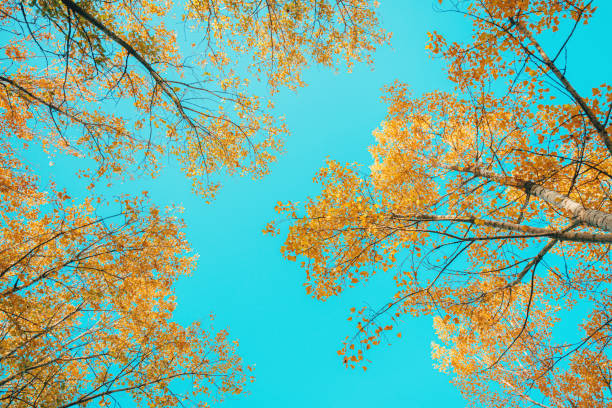 Aspen tree branches with colorful leaves in autumn, low angle view, selective focus