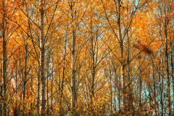 Scenic autumn landscape, tall cottonwood trees in forest, selective focus