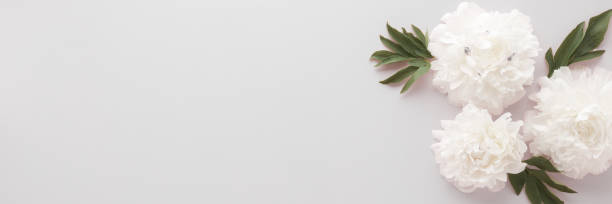 istock Fresh soft white peony flowers with leaves on gray table background. Empty place for emotional, sentimental text, quote or sayings. Closeup. Wide banner. Top down view. 2184120080