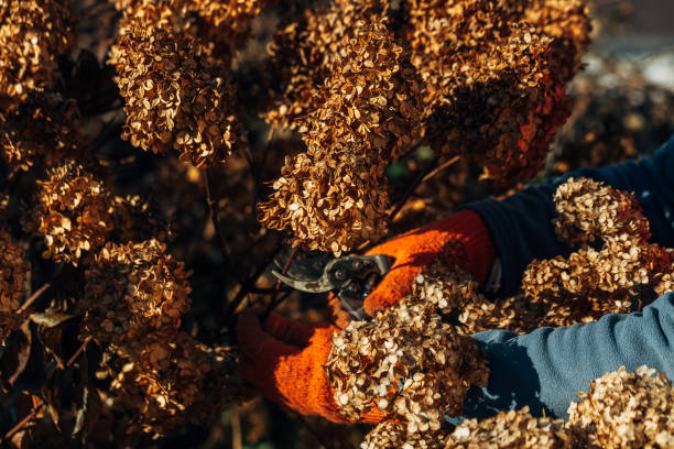 istock A gardener wearing gloves trims wilted hydrangea flowers before winter 2184121215