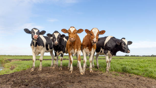 istock Five cows together gathering in a field, happy and joyful and a blue sky 2184121352