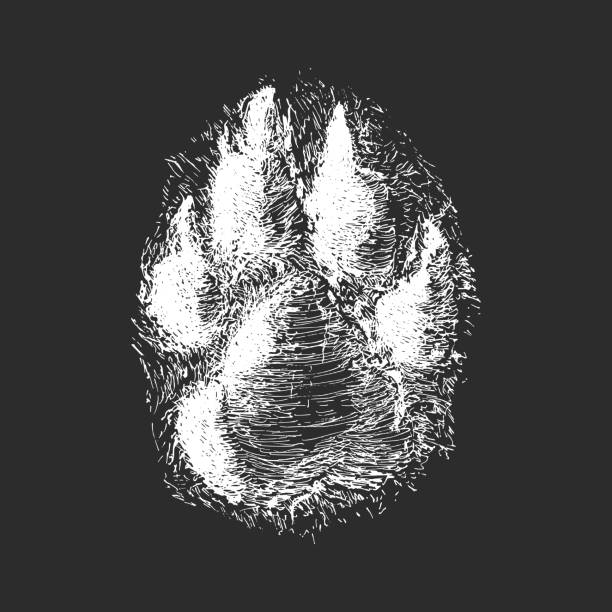 Wolf track, hand drawn sketch in vector, vintage illustration in engraving style