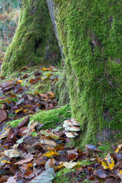 istock Mushrooms growing at the base of a tree in forest 2184122143
