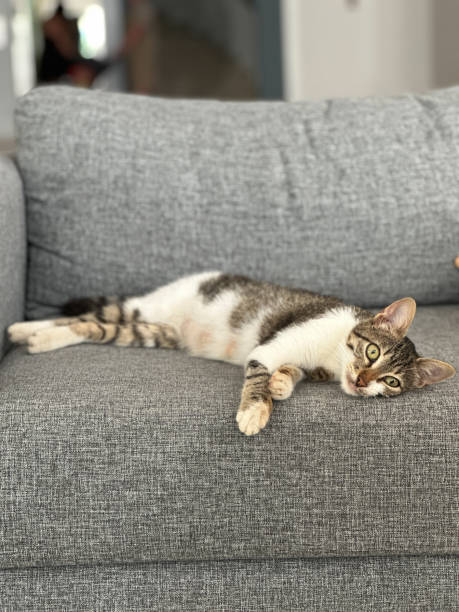 istock Relaxed cat lounges gracefully on a comfortable gray sofa, calm and contentment. Minimalist interior and cozy atmosphere of the indoor space. Pet and couch potato concept 2184122470