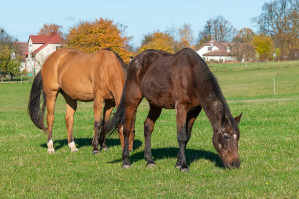 istock Horses on a pasture during autumn 2184122885