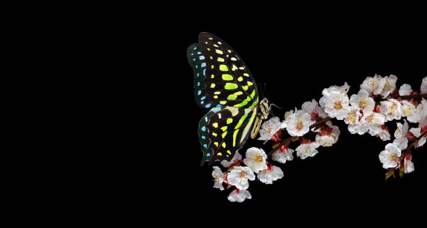 istock Bright spotted tropical butterfly on sakura flowers isolated on black. butterfly on sakura branch. Graphium agamemnon butterfly. Green-spotted triangle. Tailed green jay. 2184123767