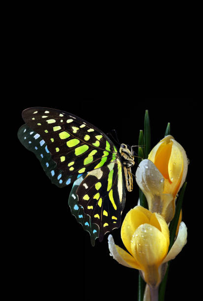 istock Bright spotted tropical butterfly on yellow crocus flowers isolated on black. Selective focus. Graphium agamemnon butterfly. Green-spotted triangle. Tailed green jay. 2184124114