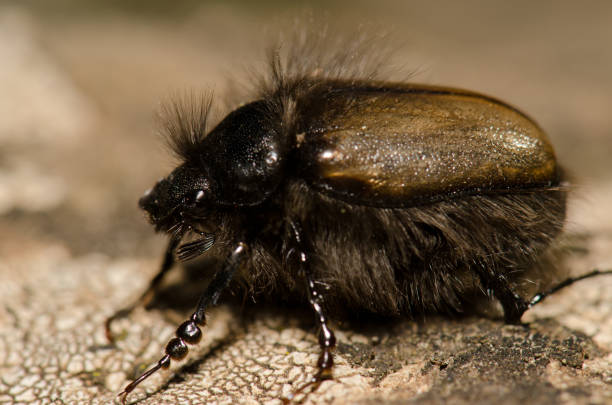istock Beetle Tropinota squalida canariensis. 2184125084