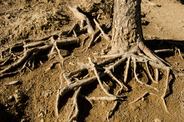 istock Trunk and roots of Canary Island pine. 2184125269