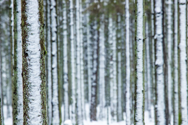 pine tree trunks with snow in winter landscape