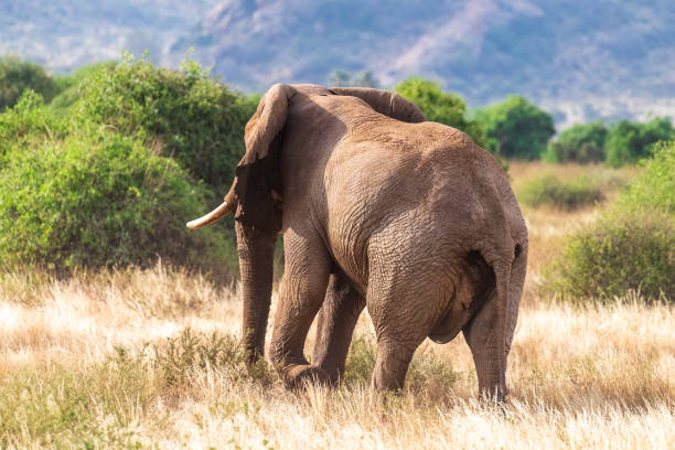 Safari in Tsavo East, Tsavo West, Amboseli and Masai Mara National Park (Kenya) - Wild Animals