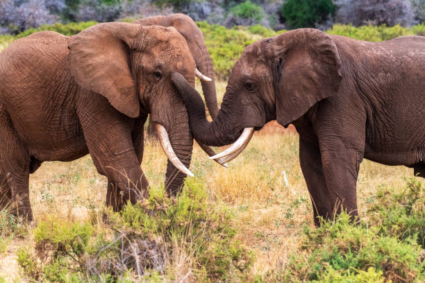 istock African elephant in Samburu National Reserve 2184125640