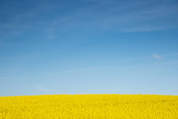 rapeseed field and blue sky above, ukraine flag colors