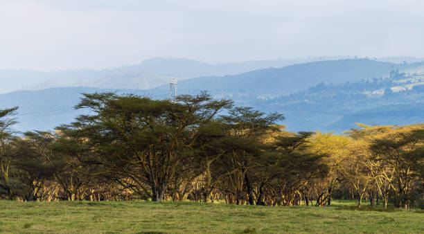 istock Lake Nakuru National Park Landscape 2184125700