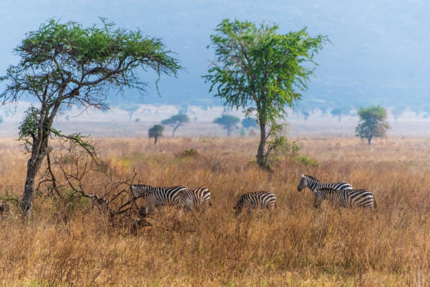 istock Zebra in the Serengeti 2184125742