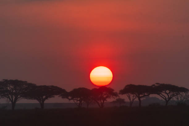 istock Sunrise in the Serengeti 2184125943