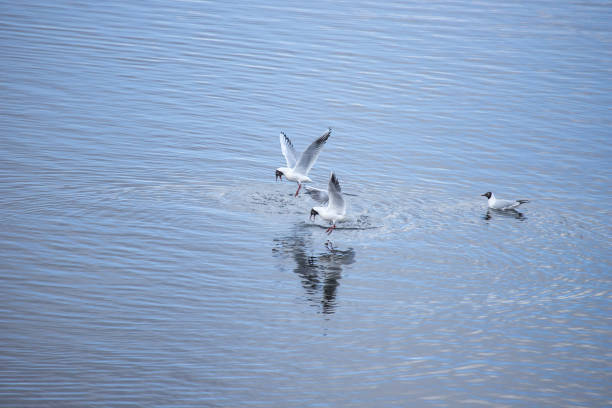 istock two black headed gull fighting for terrotory over water like dance 2184126349