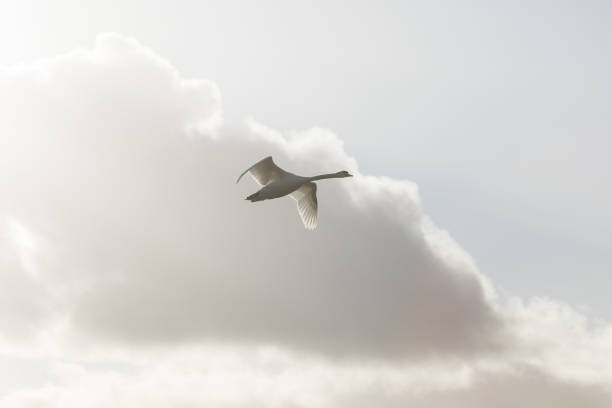A swan flying over the Rhino River