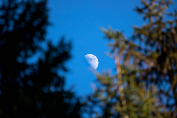 two pine trees framing in the moon against a blue sky with copy space
