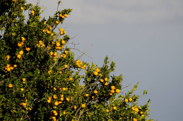 Orange tree Citrus x sinensis with fruits. Cueva Grande. San Mateo. Gran Canaria. Canary Islands. Spain.
