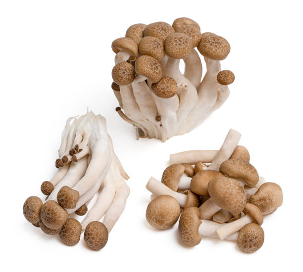 Set fresh shimeji black mushrooms on white background.