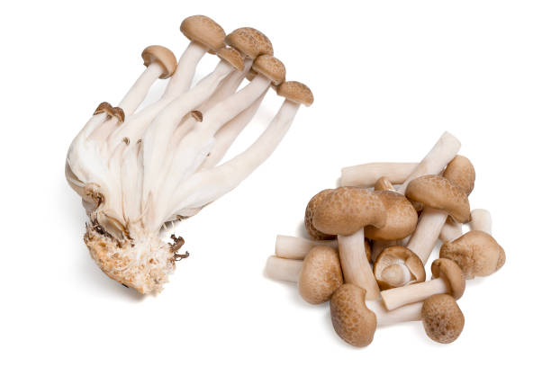 istock Top view fresh shimeji black mushrooms (Hypsizygus tessellatus) on white background. 2184127131