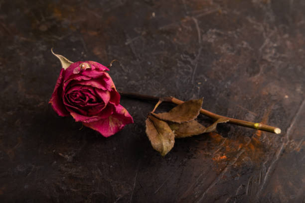 istock Withered dried pink Rose on black concrete, side view, copy space 2184127555