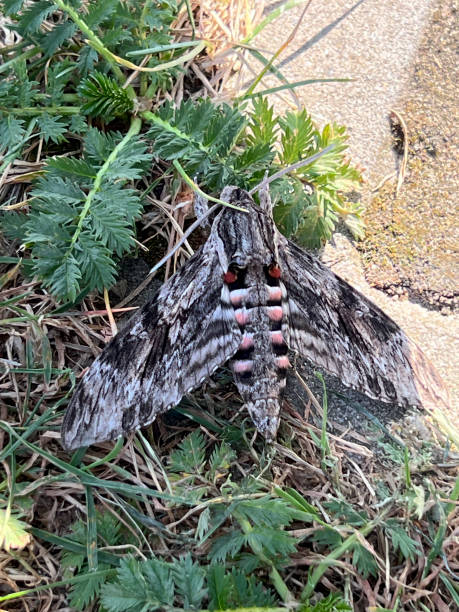 A moth flying during the day, sitting near a garden fence A moth flying during the day, sitting near a garden fence. mothman stock pictures, royalty-free photos & images