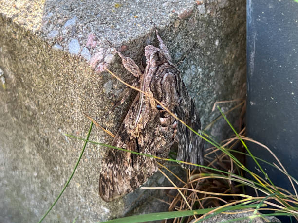 A moth flying during the day, sitting near a garden fence A moth flying during the day, sitting near a garden fence. mothman stock pictures, royalty-free photos & images