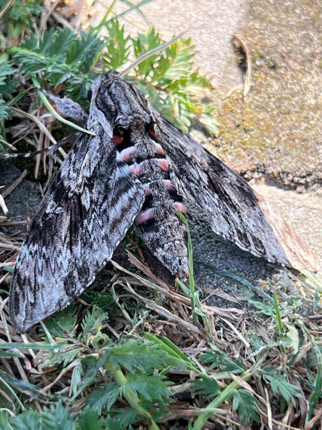 A moth flying during the day, sitting near a garden fence A moth flying during the day, sitting near a garden fence. mothman stock pictures, royalty-free photos & images