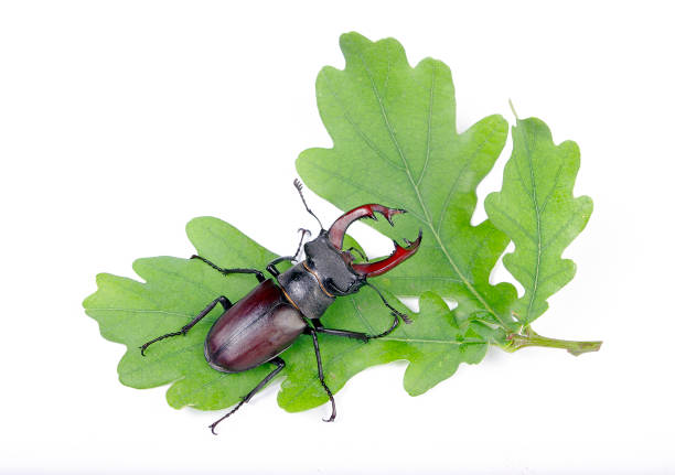 stag beetle isolated on white. stag beetle on young oak leaves.