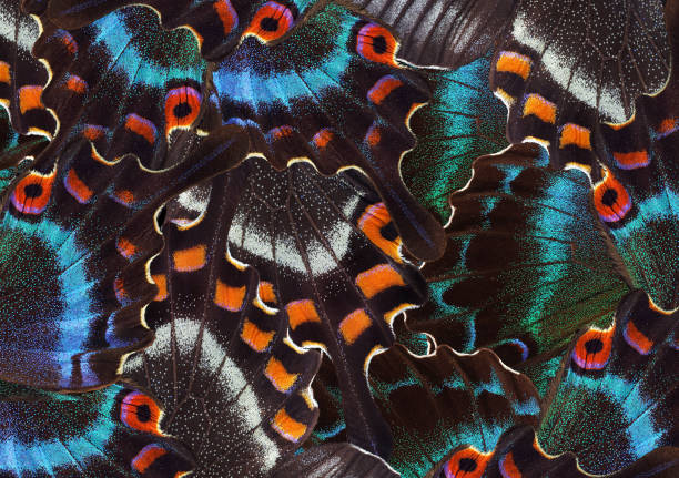 istock abstract pattern of bright tropical butterflies wings 2184132054