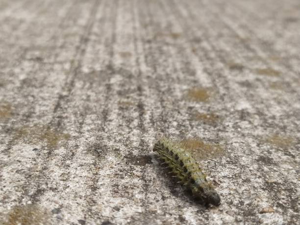 istock Green caterpillar on the way, nettle caterpillar, little fox 2184134466
