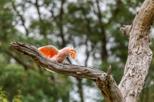 istock A vibrant Pink Cockatoo displaying its colorful plumage while perched on a tree branch in a natural setting, Australia 2184134796