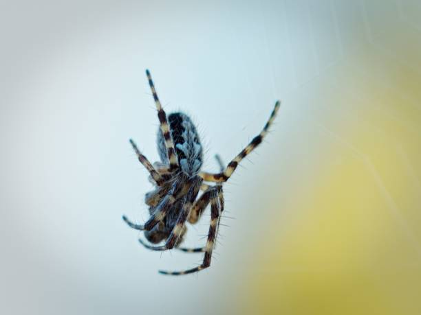Close-up of a spider on its web with a soft-focus background, showcasing intricate details of the spider's body.