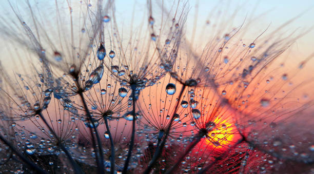 istock sunset. dandelion seeds in water drops close-up on a sunset background. selective focus 2184135017
