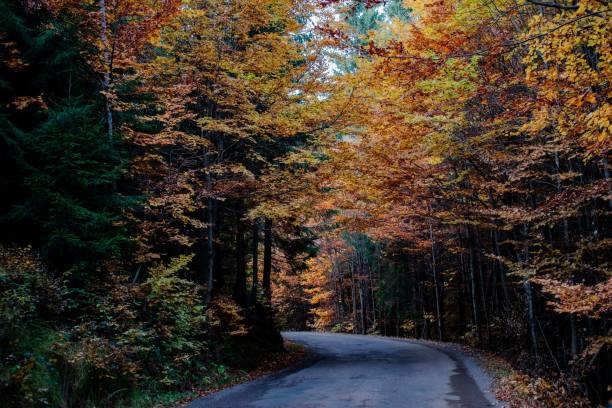 istock Serene autumn forest road with vibrant foliage. 2184135354