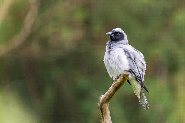 istock Fluffed  Black-faced Cuckooshrike (Coracina novaehollandiae) perched on a branch in a natural setting with blurred green background, Australia 2184135652