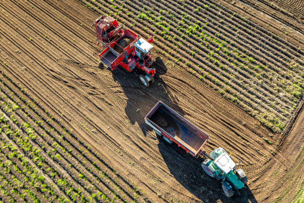 A Holmer Exxact T4-40 (also known as Holmer Terra Dos T4-40), a powerful beet harvester, harvesting beets in a field near Korschenbroich in the Lower Rhine region.