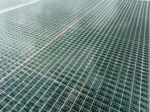 Bue sky through the glass roof of an industrial greenhouse
