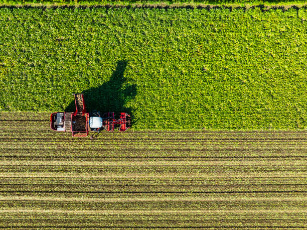 istock Tractors harvesting sugar beet plants in a field seen from above 2184136390