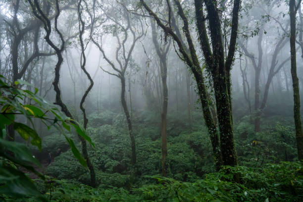 istock kew mae pan doi inthanon chiangmai 2184136433
