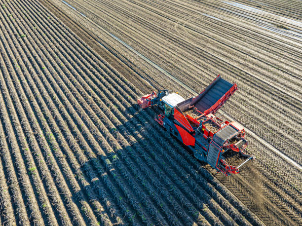 istock Harvesting potatoes in a field with a harvester 2184136467