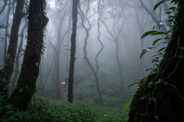 trekking route in the morning in kew mae pan is very beautiful we can see big tree dew ,fog and lichen doi inthanon chiangmai thailand