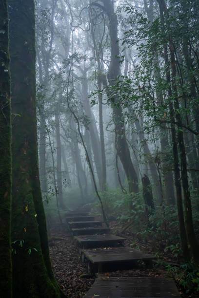 istock kew mae pan doi inthanon chiangmai 2184136516