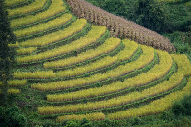 people stay at one of the most beautiful view point of golden step ladder rice terrace prepare of harvest at pa bong piang village mae Cham chiangmai thailand
